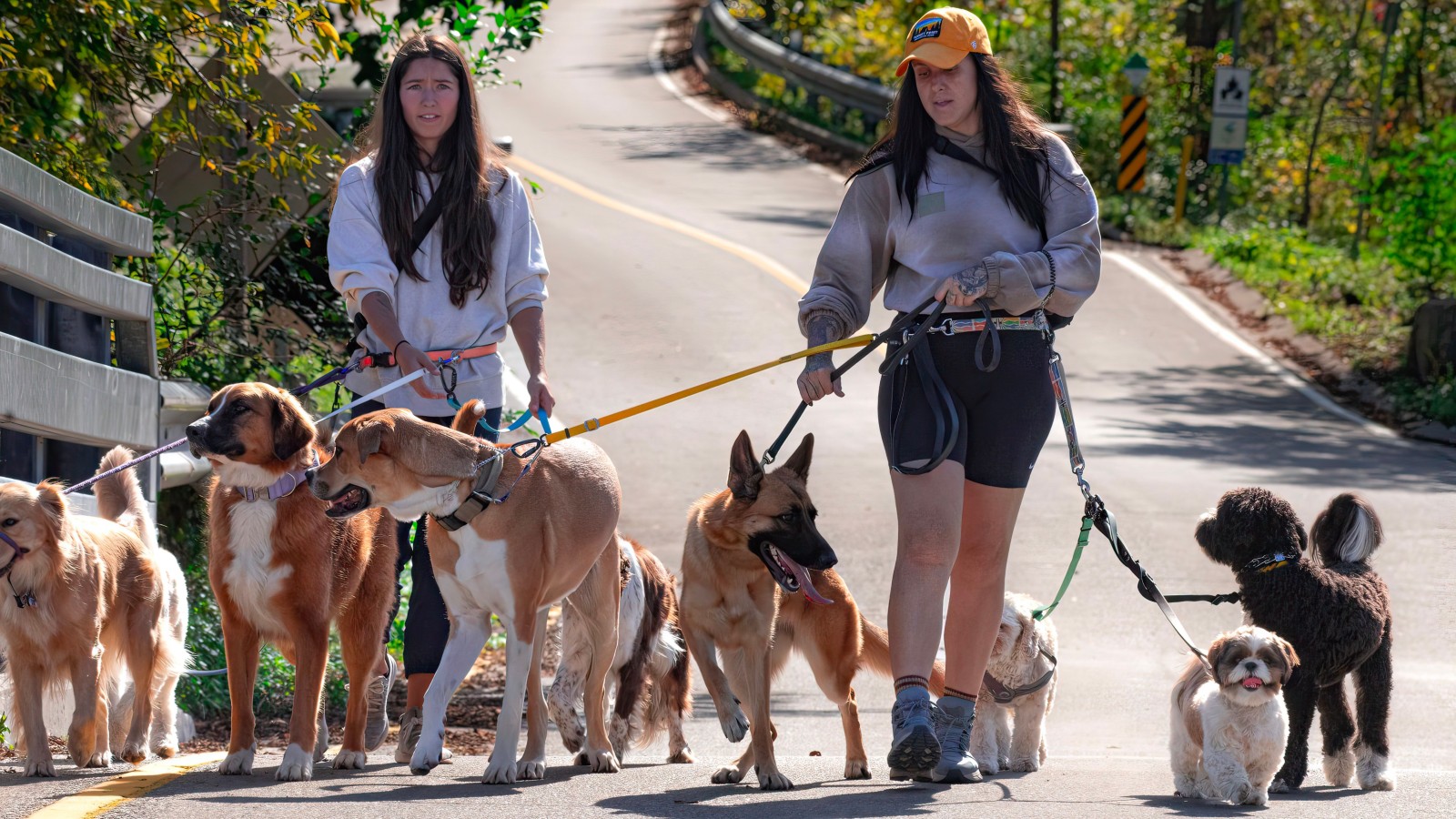 pexels coldbeer 277046249 28795606 They Left All Their Dogs Together While on Vacation — Nobody Was Ready for What Happened Next