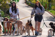 They Left All Their Dogs Together While on Vacation — Nobody Was Ready for What Happened Next