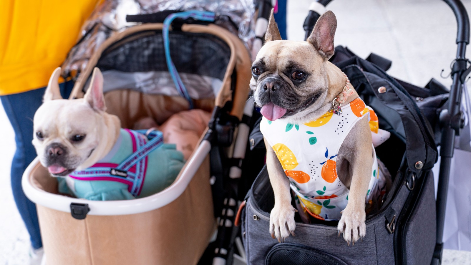 ‘Rules Don’t Apply to Me’: Entitled Customer Blasted for Defying Store’s Strict Pet Ban pexels hugosykes 27666736 ‘Rules Don’t Apply to Me’: Entitled Customer Blasted for Defying Store’s Strict Pet Ban