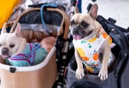 ‘Rules Don’t Apply to Me’: Entitled Customer Blasted for Defying Store’s Strict Pet Ban