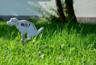 New Parents Move Into “Perfect” Neighborhood, but Quickly Discover Hidden Downsides