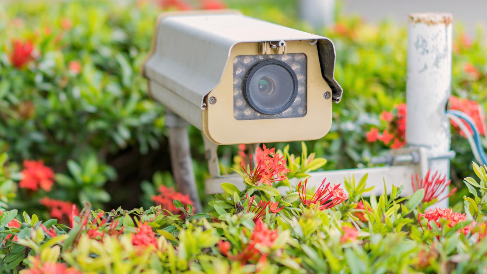 Homeowner Found a Camera Their Neighbor Set Up to Record Them, And They Smashed It to Pieces camera hidden in bushes