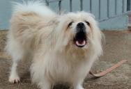 What Started As A Noise Issue From A Neighbor’s Dog Turns Into A Formal Dispute For One Renter