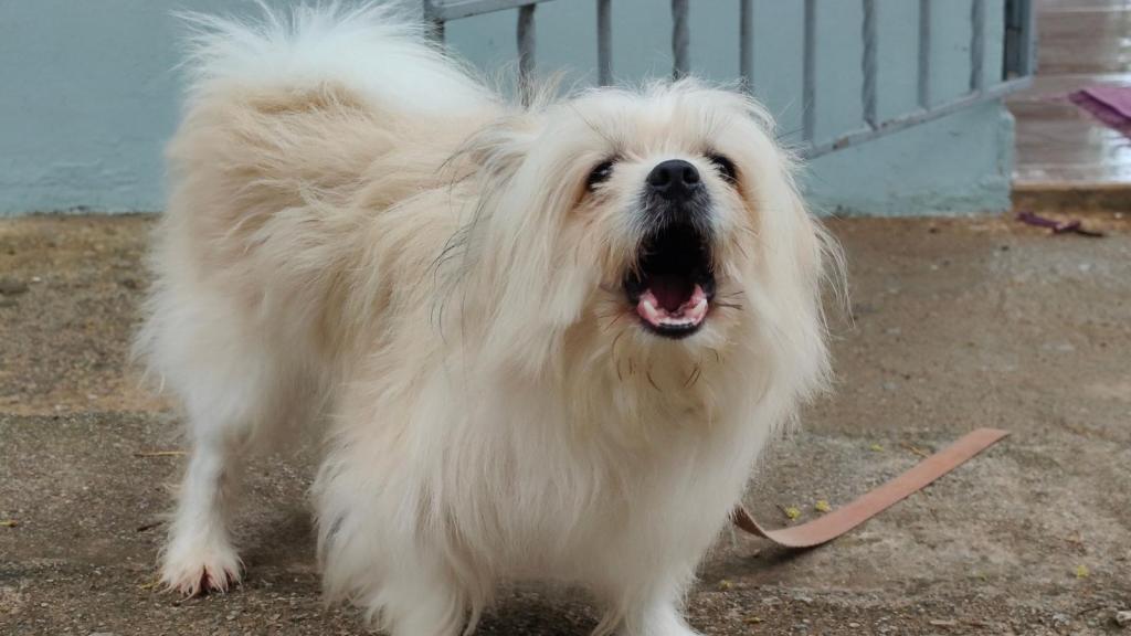 small white dog barking