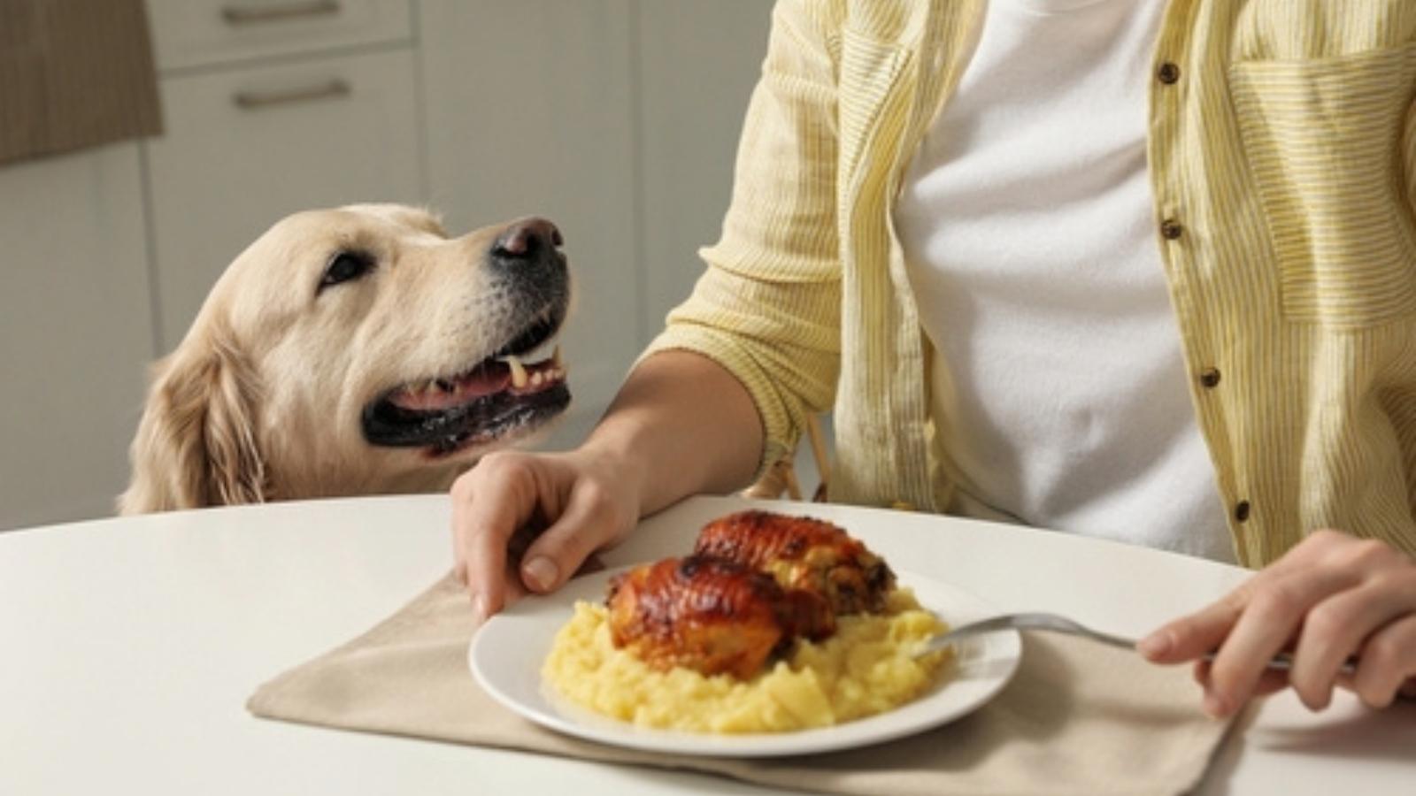 Dog begging for food