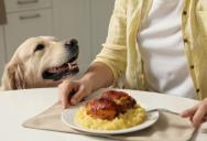 She Spent Weeks Training the Family Dog—Then Her Dad Made One Mistake at Dinner