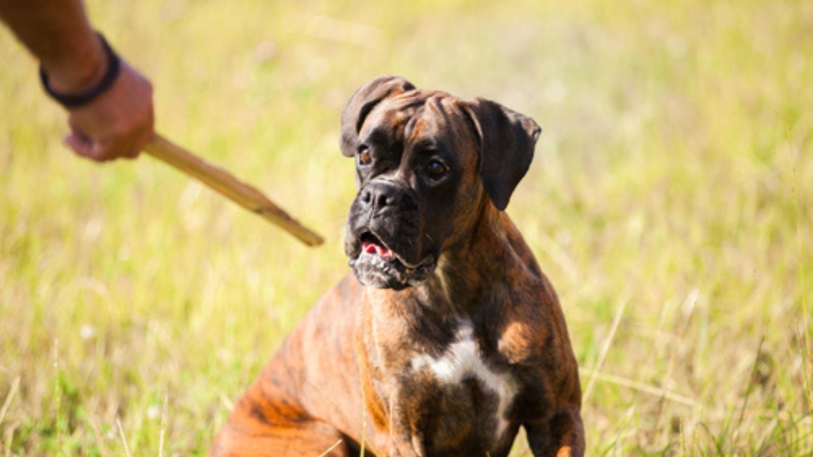 Boxer outside