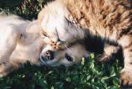 Her Cousin Asked Her to Pet Sit for Nearly Two Weeks, And She Said Yes With Conditions He Didn’t Like