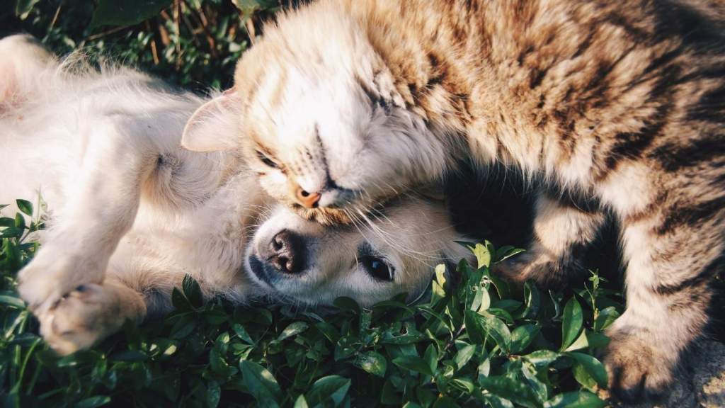 A dog and cat giving cuddles to each other