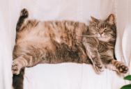 A Worried Grandson Is Reeling After an Elderly Relative Turned a Feline Diet Into a Medical Emergency