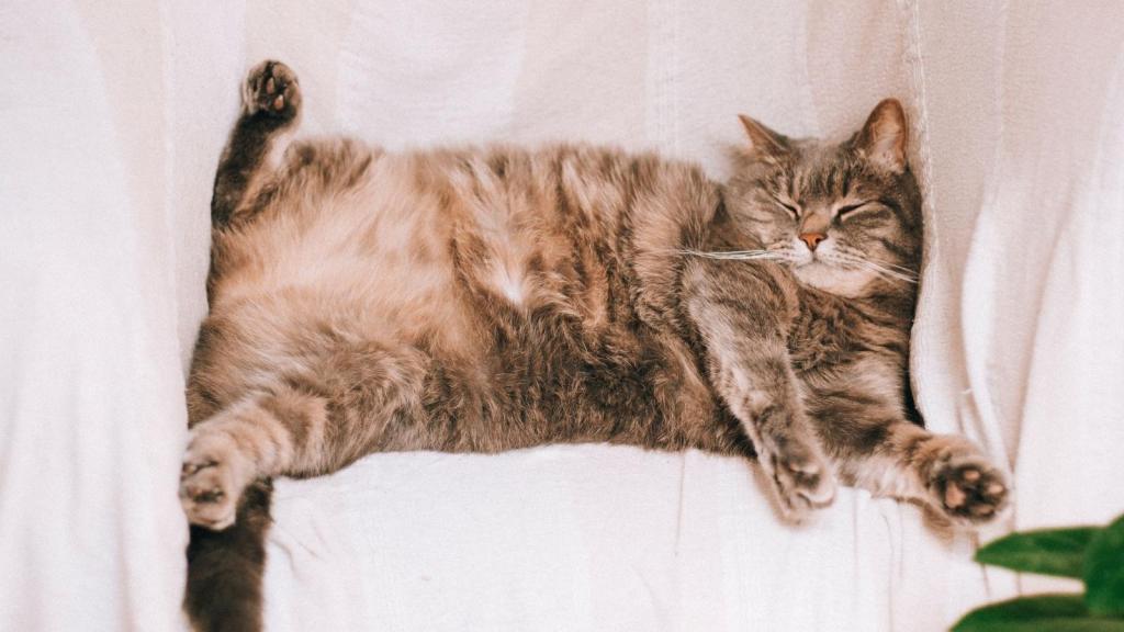 Picture of obese cat laying on couch