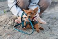 She Found Out a Coworker Was Telling the Office She Mistreated Her Rescue Dog—and Talking It Out Privately Didn’t Stop It