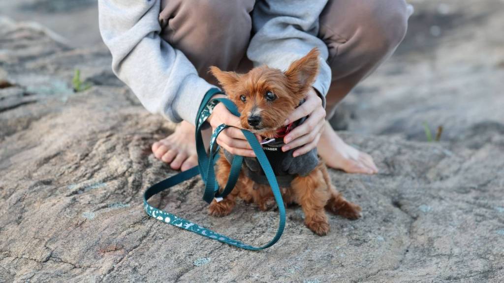 Woman holding her timid dog