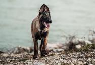 Belgian Malinois Puppies Smash Through Fence, Leaving Family Terrified to Use Their Own Yard