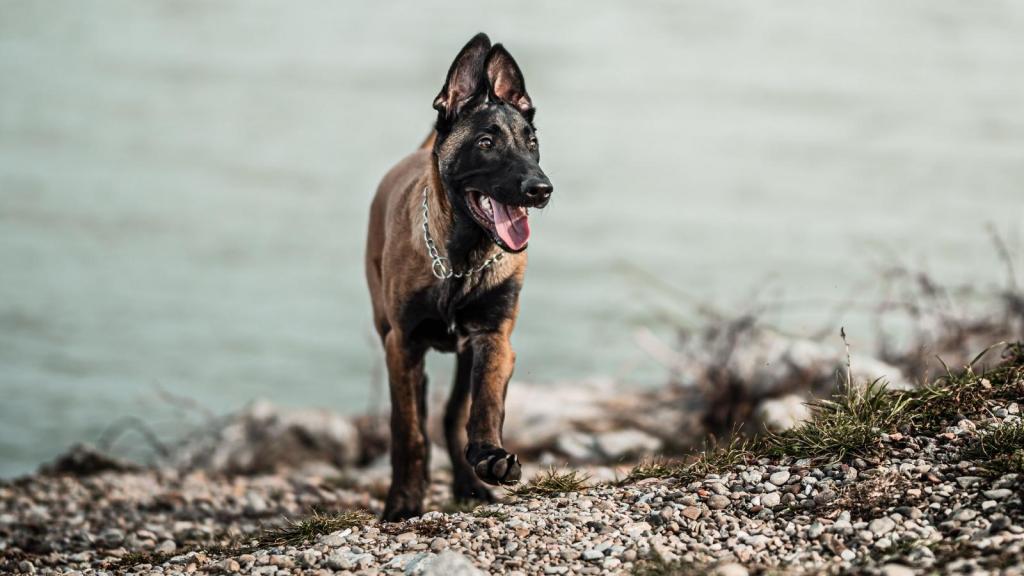 Belgian Malinois walking on the shore of a lake