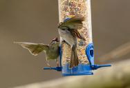 His Bird Feeder Was Causing Complaints—So His Landlord Asked Him To Remove It