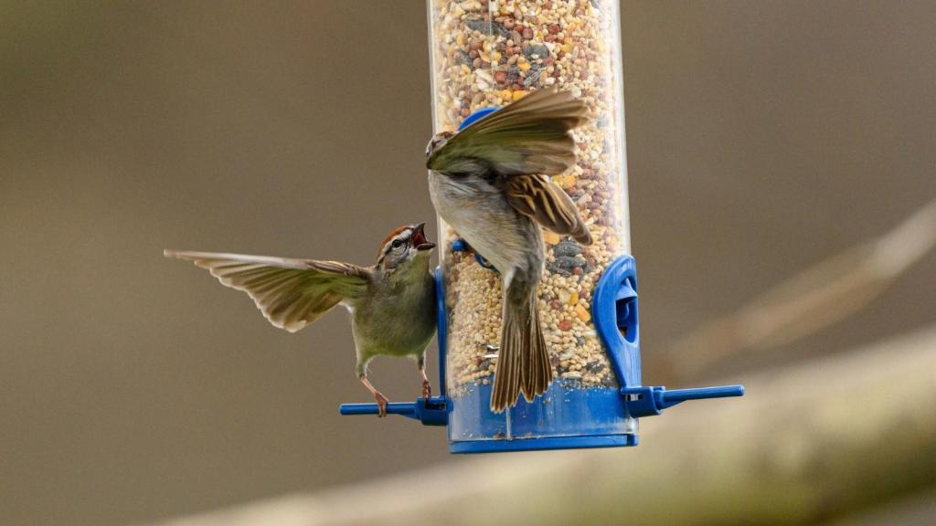 Two small birds fighting over seed in a bird feeder