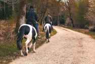 A Driver Safely Slowed Down for a Group of Horses. Why a Furious Rider Started Screaming That It Wasn’t Slow Enough.