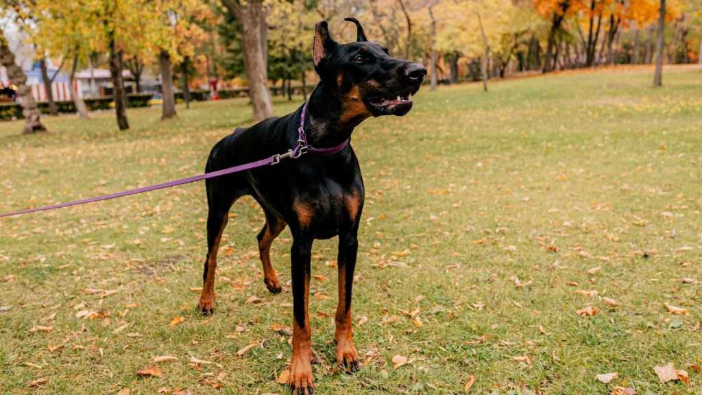 Doberman barking on a leash