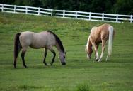 She Rented Her Barn to a Horse Owner Who Promised to Build Stalls — He Never Did — Now She’s Wondering If It’s Time to Evict Him