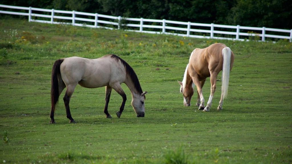 A buckskin horse and a palomino eating in a field