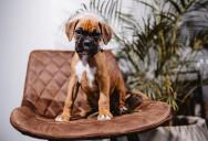 His In-Laws Ignored His Dog-Sitting Instructions and Cost Him $2,000 in Vet Bills — When Their Puppy Needed $500 He Said No