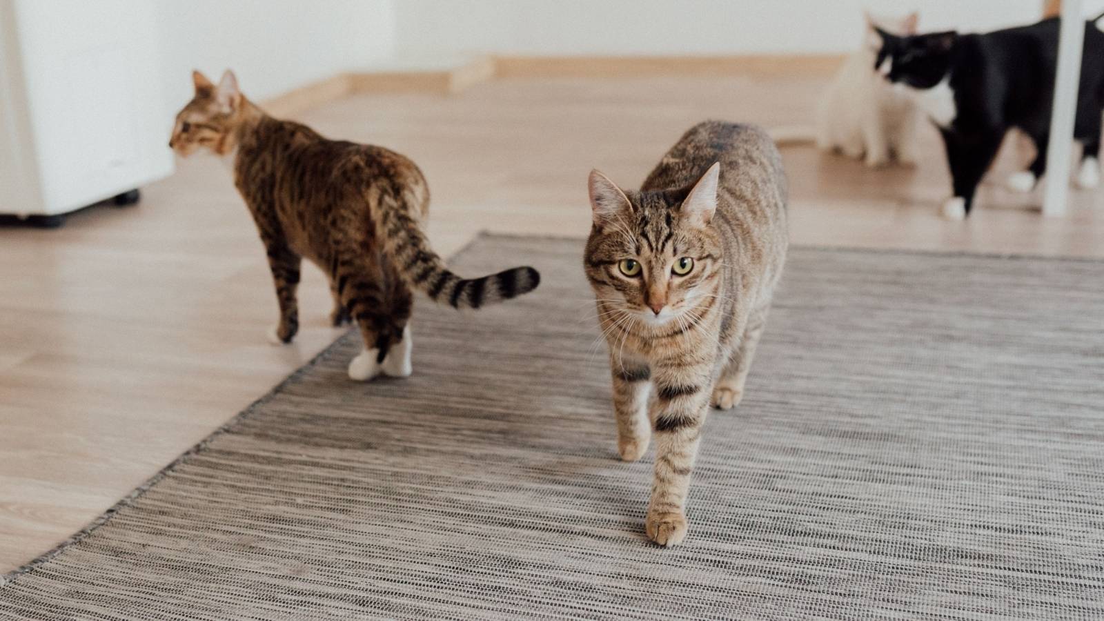 Horde of cats walking around