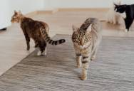The Cats Had Fresh Food, Water, and Clean Litter. The Mind-Boggling Story Behind the Client Who Weaponized the Police Over a 60-Minute Delay