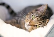 The Problem Was Violent, the Landlord’s Solution Was Genius. Inside the High-Stakes Property Standoff That Ended in an Empty Apartment and a Abandoned Cat.