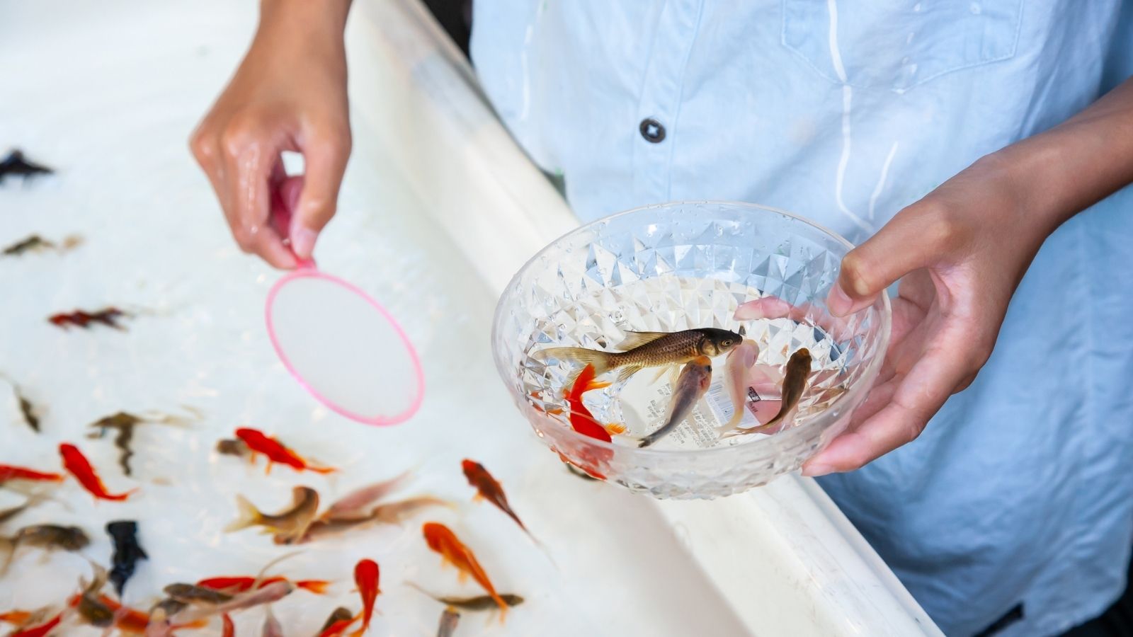 scooping up goldfish