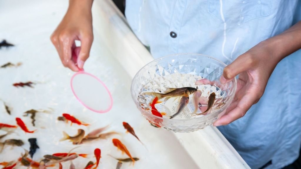 scooping up goldfish