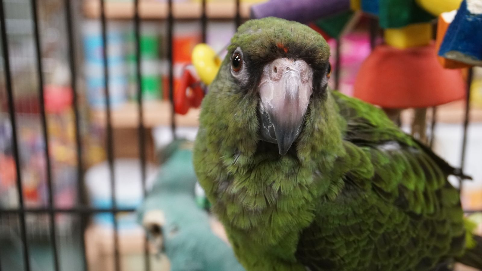 Fire Him Right Now!: Mom Ignores Son at Pet Store—Then Explodes When Employee Defends the Animals green parrot in a cage
