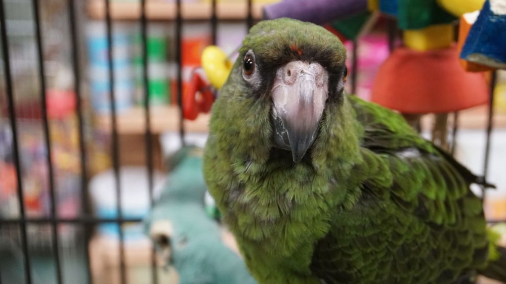 green parrot in a cage