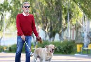 Neighbors Want Action Over A Guide Dog Problem—But The Owner Has A Reason He Can’t Clean It Up
