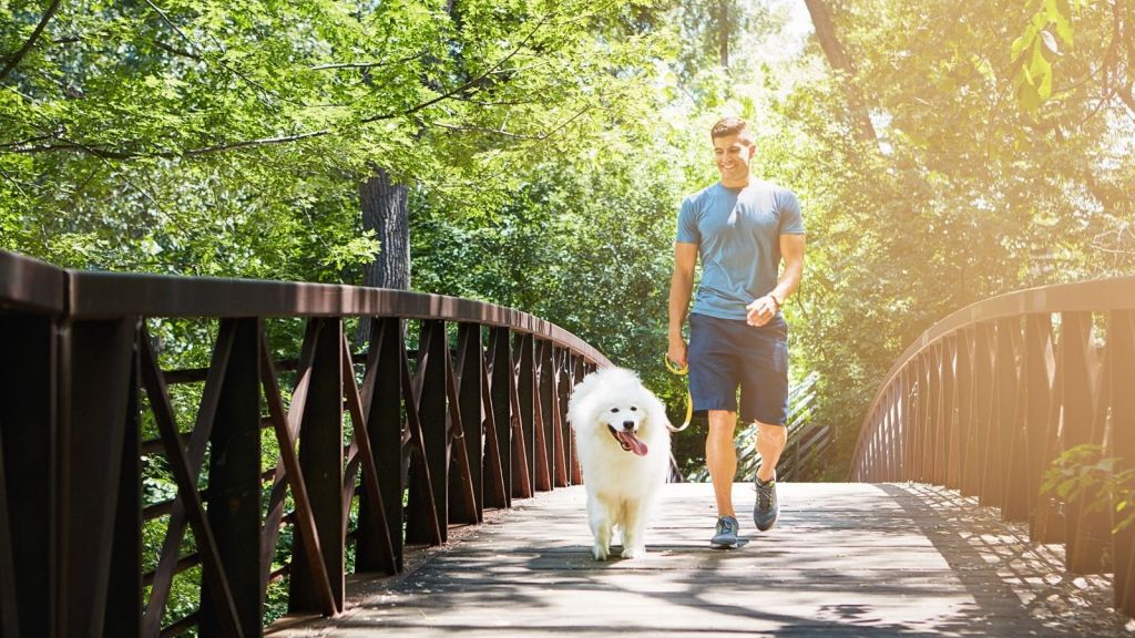 man walking his dog over a bridge