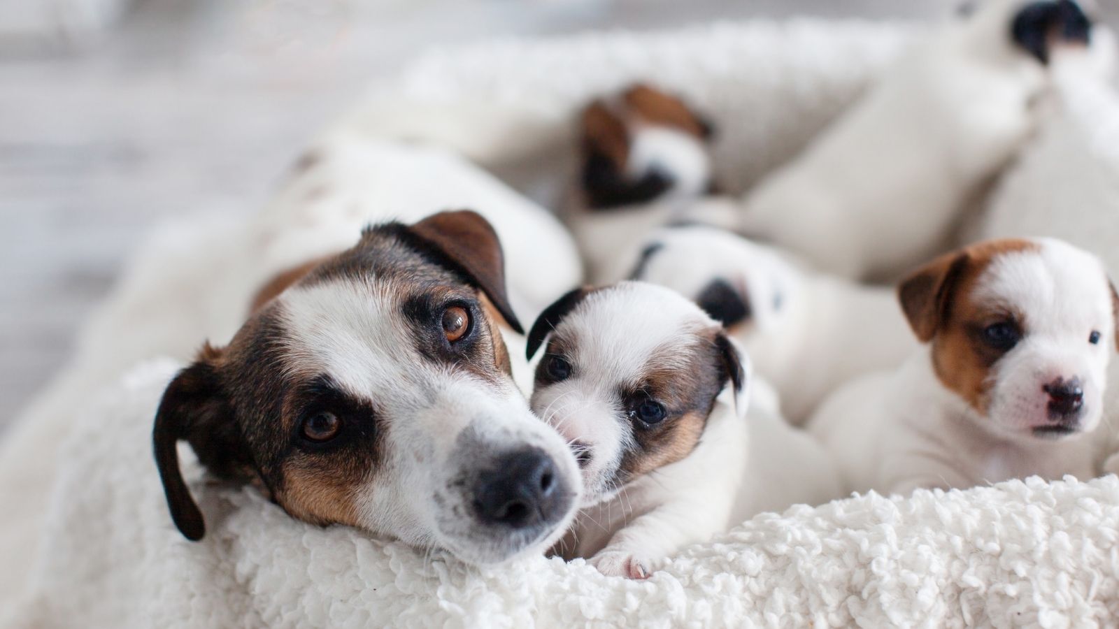 Her Neighbor Told the Landlord Her Houseguests Had Secretly Moved In—But That Wasn’t the Whole Story mother dog with puppies
