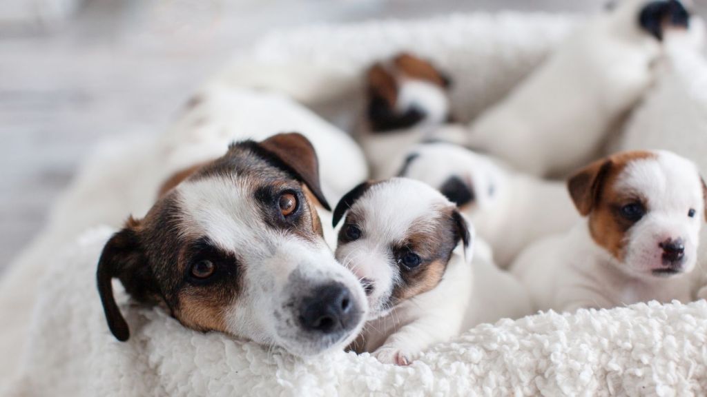 mother dog with puppies