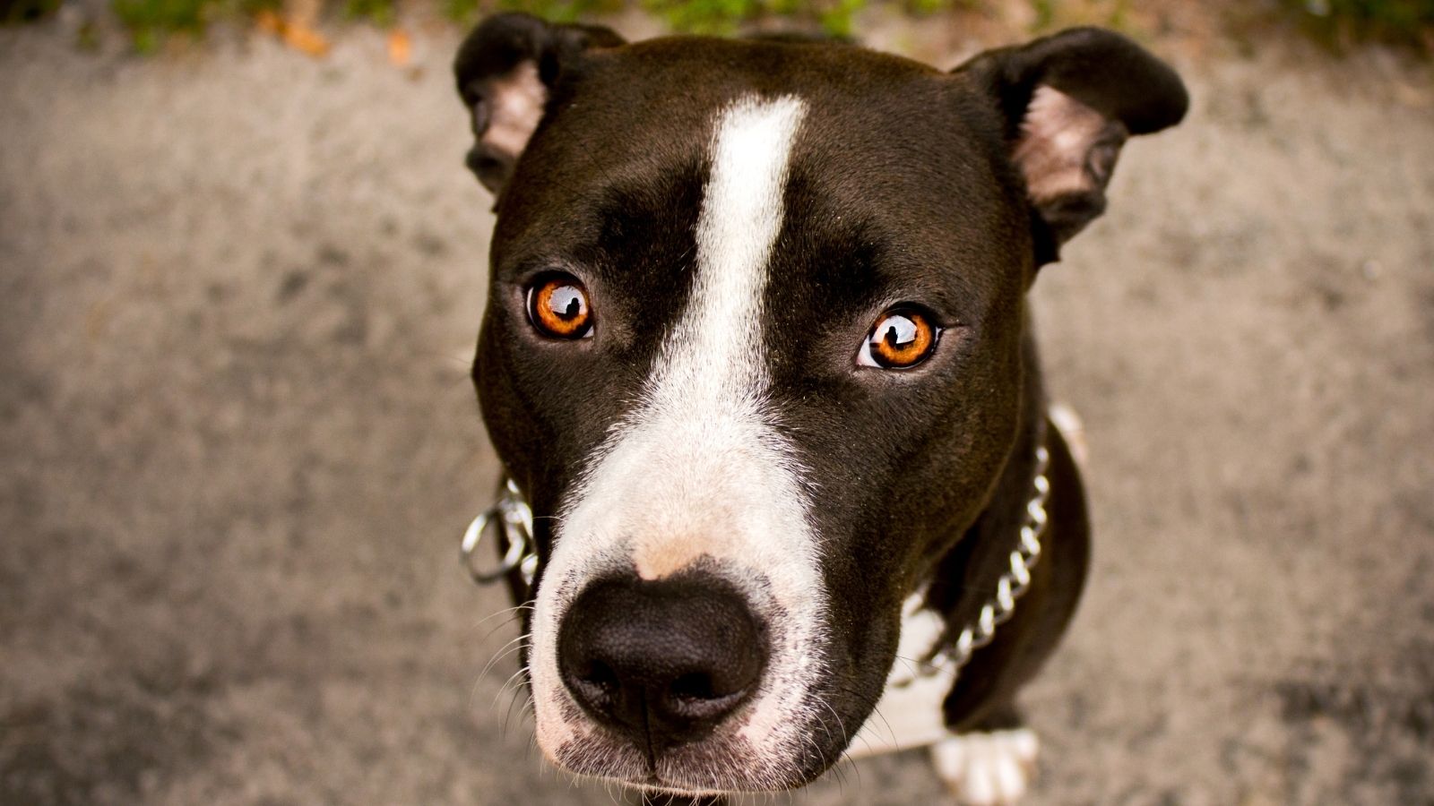 They Deal With Constant Noise and Mess—and a Property Manager Who Refuses to Intervene brown and white pitbull puppy