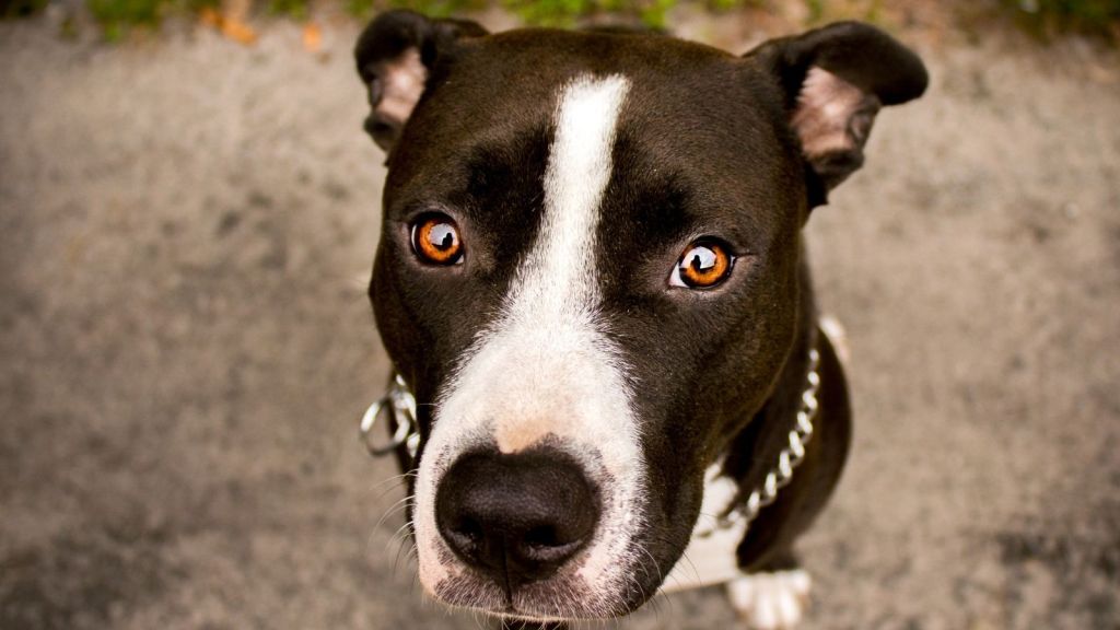 brown and white pitbull puppy