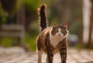 Her Outdoor Cats Keep Terrorizing Local Wildlife and Leaving the Remains Outside, Igniting a Battle With Her HOA