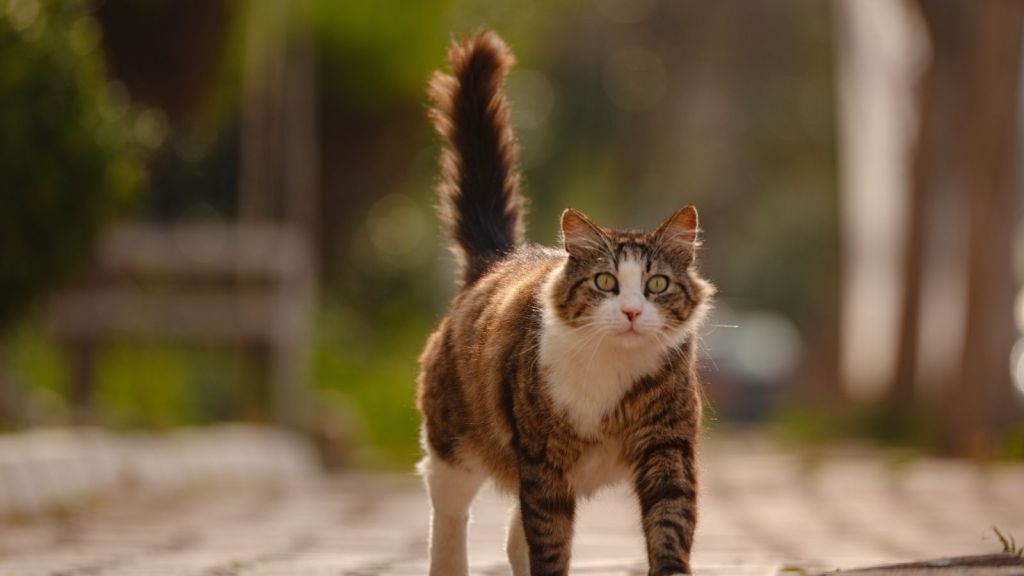 outdoor cat