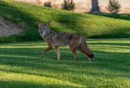 He Posted a Coyote Warning on the Ring App to Protect Pets—but His Neighbors Called Him Paranoid