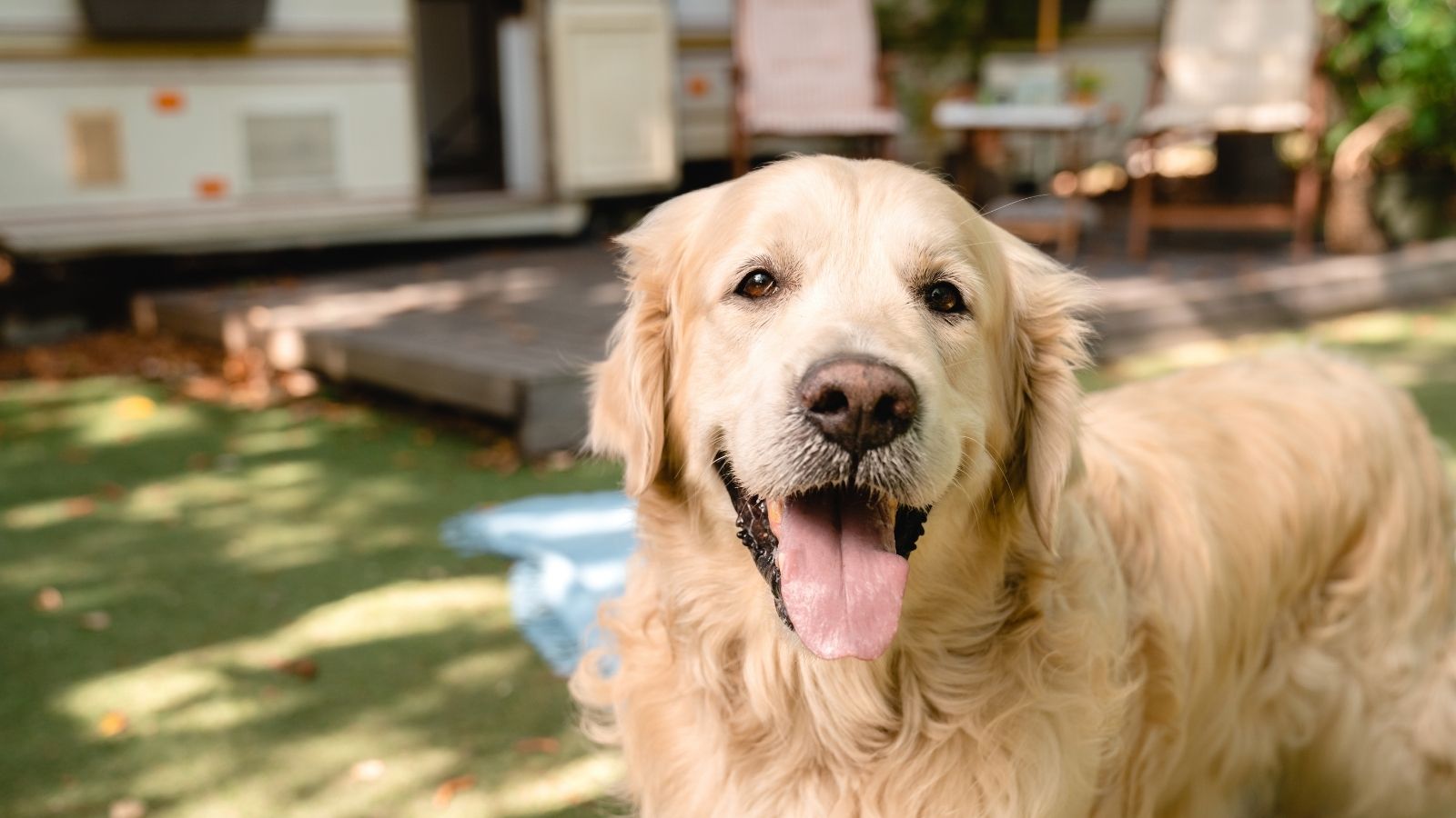 RV Park Owner Blames Man for Dog Waste on His RV, but He Says It Belongs to a Neighbor’s Dog happy dog outside an RV