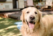 RV Park Owner Blames Man for Dog Waste on His RV, but He Says It Belongs to a Neighbor’s Dog