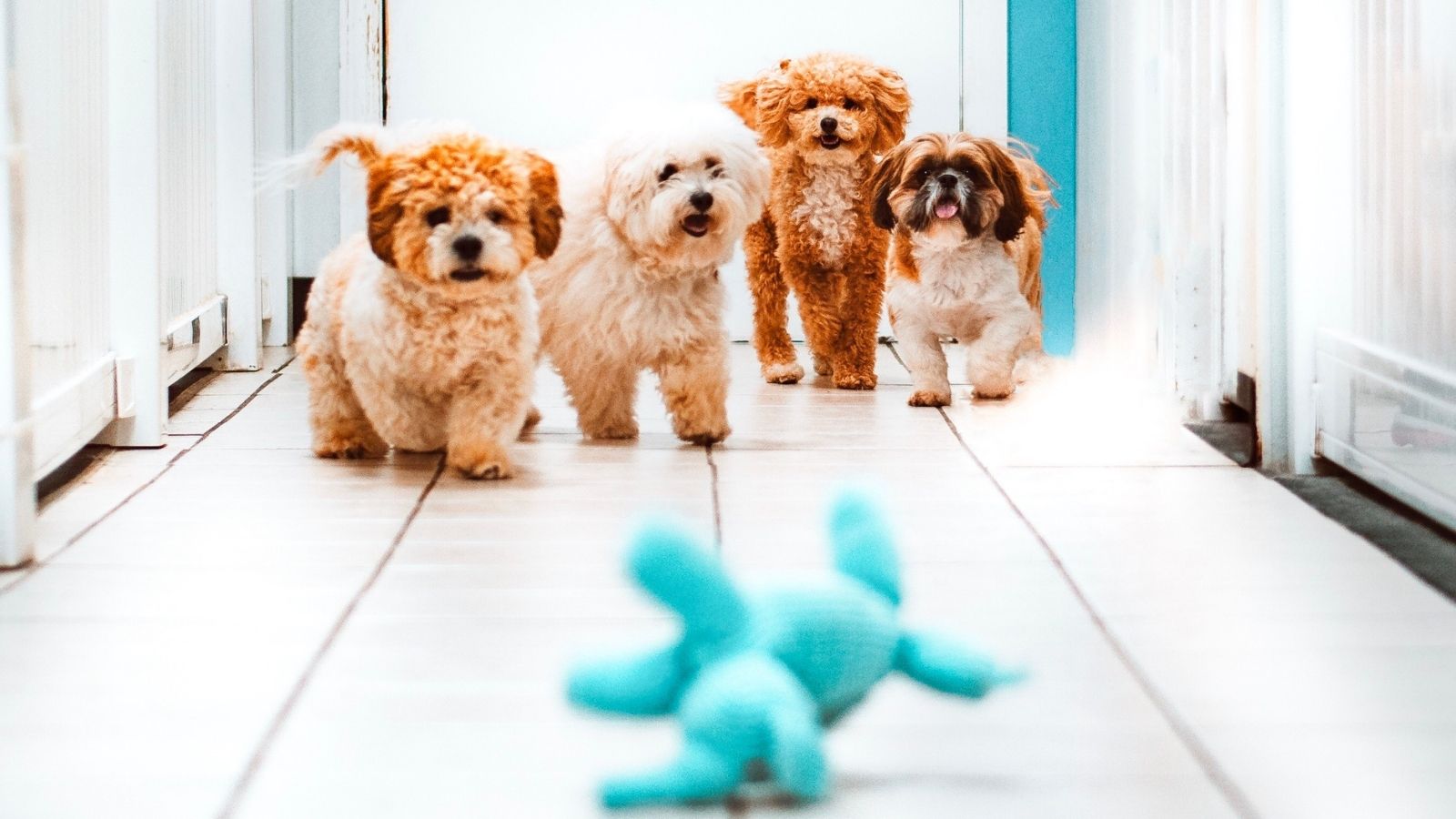 four puppies in a hallway