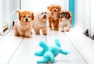 “We Can’t Even Walk Out Our Door”: Off-Leash Hallway Dog Meetings Trigger Massive Building Management Battle