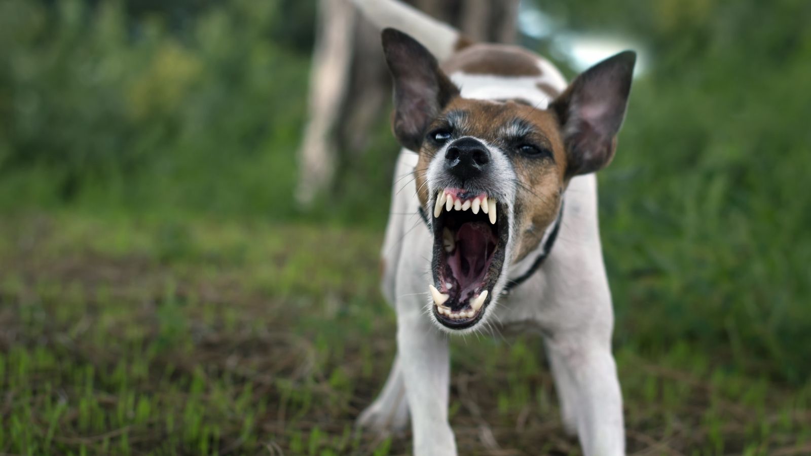 aggressive dog showing its teeth