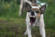Man Forced to Intervene After Neighbor’s Aggressive Dog Attacks Him and His Dog on a Walk