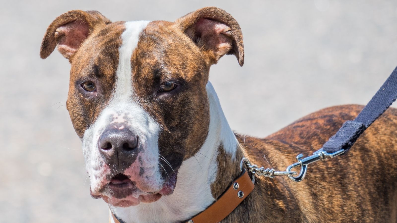 Woman Frustrated After Neighbor Lets His Dogs Roam Near Her Property Instead of Staying by the Sidewalk pix bull mix on a leash