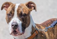 Woman Frustrated After Neighbor Lets His Dogs Roam Near Her Property Instead of Staying by the Sidewalk